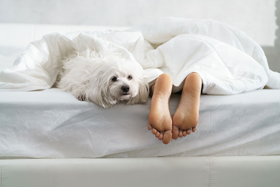 white dog on bed